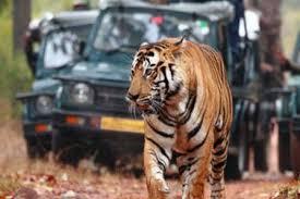 Bandhavgarh Wildlife Safari