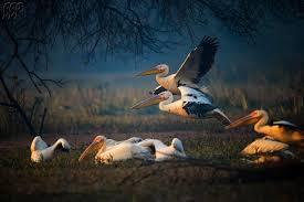 Bharatpur Birding Tour
