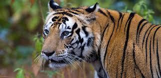 Kanha National Park Safari