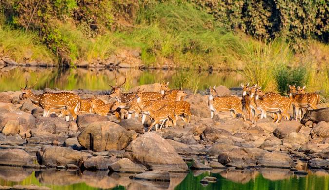Panna National Park Safari