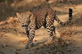 Ranthambhore Wildlife Safari