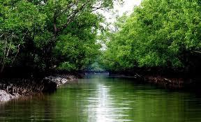 Sundarbans Mangrove Safari